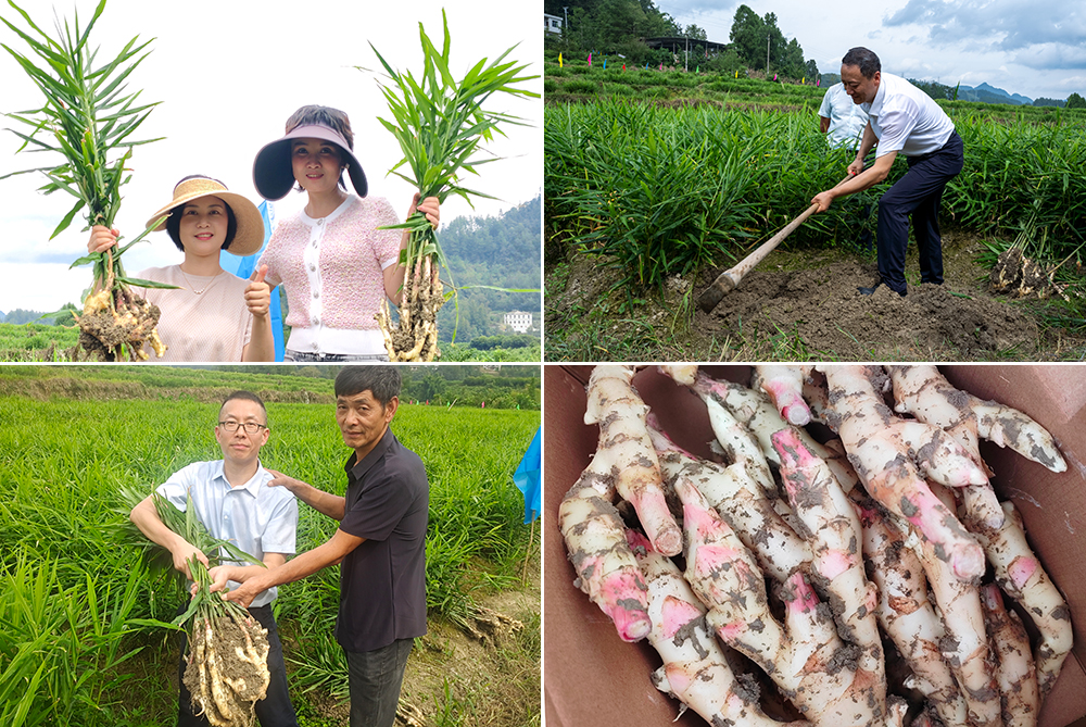 zsXG_1758260620752019489.jpg 3.jpg